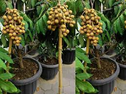 Hubungi kami sekarang juga !! Pusat Grosir Jual Bibit Tanaman Buah Kelengkeng Klengkeng Pingpong Langka Murah Online Di Kota Kabupaten5 Samudrabibit Com