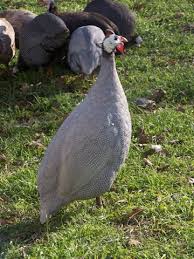 Guinea Fowl Birds That Look Like Turkeys Pin On Rooster Chicken