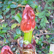 Image result for Scadoxus puniceus