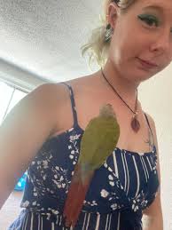 Lost Green Cheeked Conure Parrot in Labrador, Gold Coast