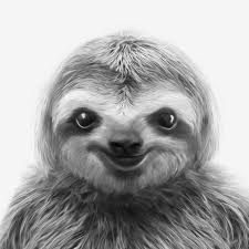 Young Sloth Pillow Sham By Tai Prints Standard Set Of 2 Sloth Drawing Sloth Art Sloth Tattoo