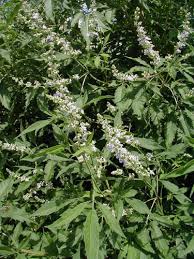 Image result for Vitex mombassae