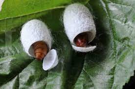 Beberapa kaftan berasal dari ulat sutra e. Kain Sutra Terbuat Dari Apa Ketahui Ciri Ciri Cara Membuat Bahan