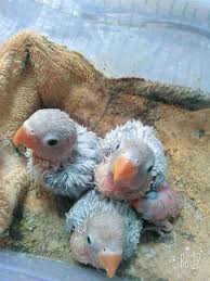 Yaitu tidak terlalu kecil dan tidak terlalu besar. Perawatan Lovebird Anakan Agar Cepat Ngekek Siap Lomba Binatang Peliharaan