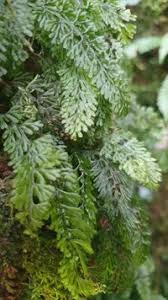 Image result for Hymenophyllum tunbridgense
