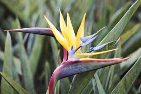 Exotische Papageienblume Exotische Blumen Pflanzen Blumen