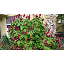 Image result for Erythrococca zambesiaca