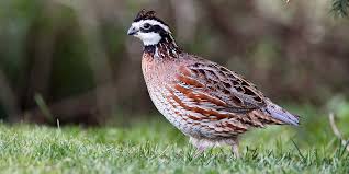 Image result for quail
