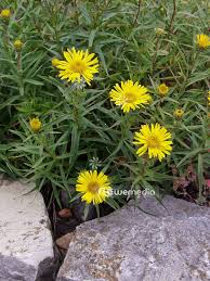 Image result for Inula