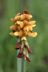 Image result for Eriosema angolense