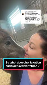 Violet Horse Broken Neck