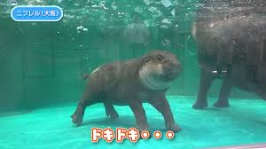 Hippo baby kids bath toy clockwork wind up plastic swimming toys popular_guj ca. A Baby Pygmy Hippo In Osaka Japan The Kid Should See This