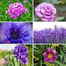 Grow your own flowers with these blue dianthus carnation seeds. 37 Purple Perennial Flowers You Plant Once And Enjoy Forever
