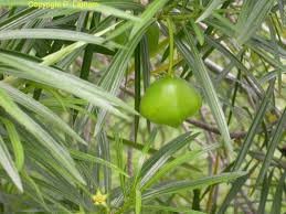 Image result for Pandiaka welwitschii