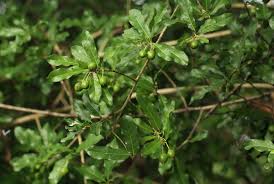 Image result for Hugonia