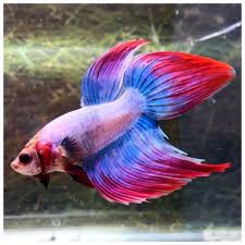 Beautiful Colors Pink Red Blue Purple Veiltale Male Live Betta Fish Betta Fish Betta Beautiful Colors