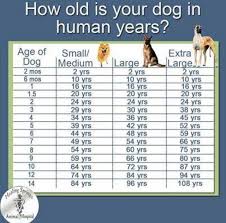 Pin By Teresa Leslie On Interesting Information Dogs Dog