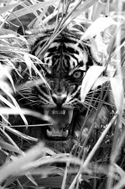 Black And White Tiger Picture And Ideas Are Bulletproof Animals Animals Wild Big Cats