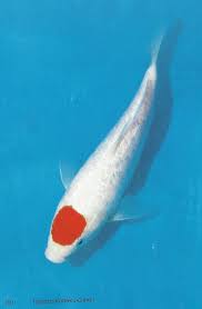 404 In 2020 Koi Fish Koi Fish Varieties