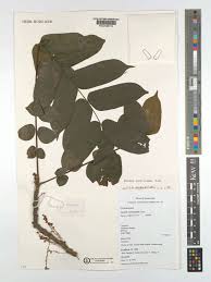 Image result for Cnestis polyphylla