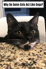 Why Do Some Cats Act Like Dogs Cat Behavior Cat Facts Cute Cat Memes