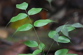 Image result for Rourea