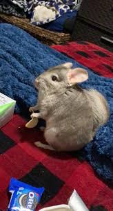 Get a hamster, mouse, guinea pig, rabbit, ferret, rat or other pets on kijiji classifieds. Female Chinchilla For Sale Live Small Pets Petsmart