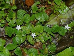 Image result for Geophila repens