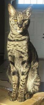 We take no responsibility for the health and medical records of this cat. Savannah Specialty Purebred Cat Rescue