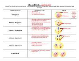 Cell Division Mitosis Graphic Organizer Activity Mitosis Cell Division Graphic Organizers