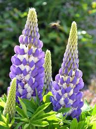 It is what we refer to as an invasive species. Lupine Mini Gallery Blue Bicolor Bluestone Perennials
