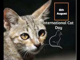 And what better way to celebrate than with a quiz deciding which breed of cat you would be. International Cat Day 2021 Unknown Facts About The Beautiful Species Of Cats Youtube