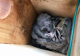 Native Animal Rescue Nesting Box Homes For Corporate Groups Teams Building To Help Bushfire Recovery