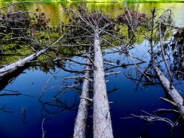 Delaware River Basin Commission|2019 Spring Photo Contest