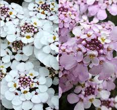 Iberis Masterpiece Pink Ice Summer Flowers Rock Garden Plants Flowers