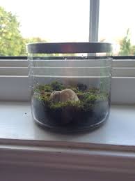Moss Terrarium In Old Bath And Body Works Candle Jar Candle Jars Moss Terrarium Terrarium