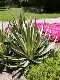 Image result for Agave sisalana