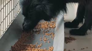 Try bioactive recipe made w/ superfoods. Popular Type Of Dog Food Potentially Killing Otherwise Healthy Dogs Vet Says Fox13 News Memphis