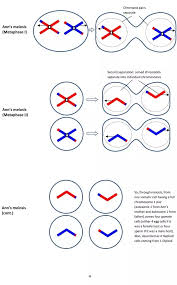 Jul 22, 2020 · meiosis is used primarily for the production of gametes, which are incorporated in sexual reproduction. What Are The Differences Between Mitosis And Meiosis Quora