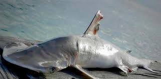 El tiburón martillo es un animal vivíparo del cual son las hembras las encargadas en desarrollar en el interior de su cuerpo a sus crías haciendo que estás al dar a luz, nazcan vivas. Descubren Una Nueva Especie De Tiburon Martillo En El Caribe