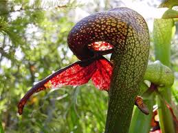 Cobra Lily (Darlingtonia californica) - Carnivorous Plant Resource