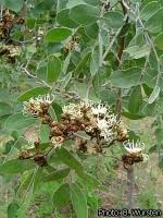 Image result for Julbernardia globiflora