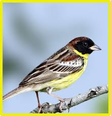 Black Bird With Yellow Breast Texas Yellow Birds Seen In North America Yellow Breasted Bunting In 2020 Bird Species Yellow Bird Birds