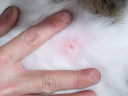 How do you think about the answers? Ringworm In Cats Forms And Symptoms Top Wellness Life