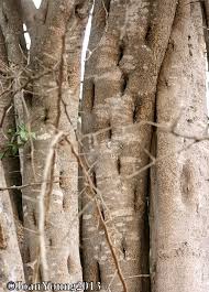 Image result for Balanites maughamii