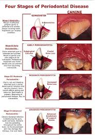 pet dental care pet periodontal disease