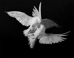 ڪے ѫἀǥiĉἀլ B W ڪے Beautiful Birds Goddess Of Love Bird Art