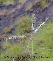 Image result for Dichanthium