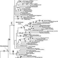 Image result for Brachychloa schiemanniana