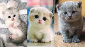 185 28 cat baby sweet cute. Super Cute Kittens In The World Cute Baby Cats 2 Youtube